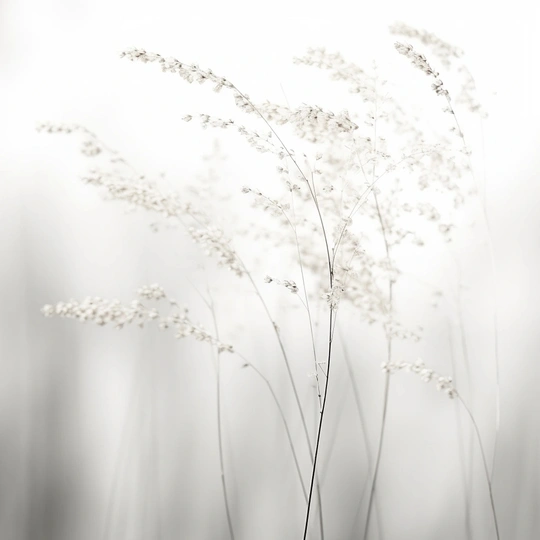 一片高草和白色花朵的黑白照片