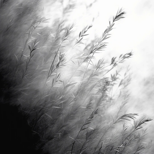 风吹 tall grass 背景为黑白天空