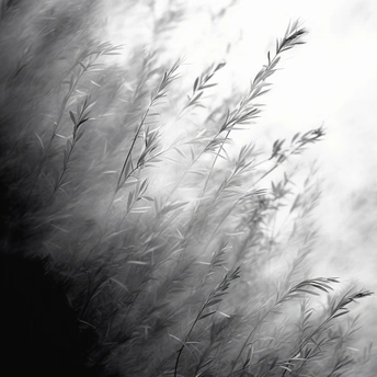 风吹 tall grass 背景为黑白天空