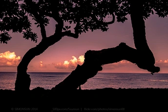 夕阳下海滩上的树影