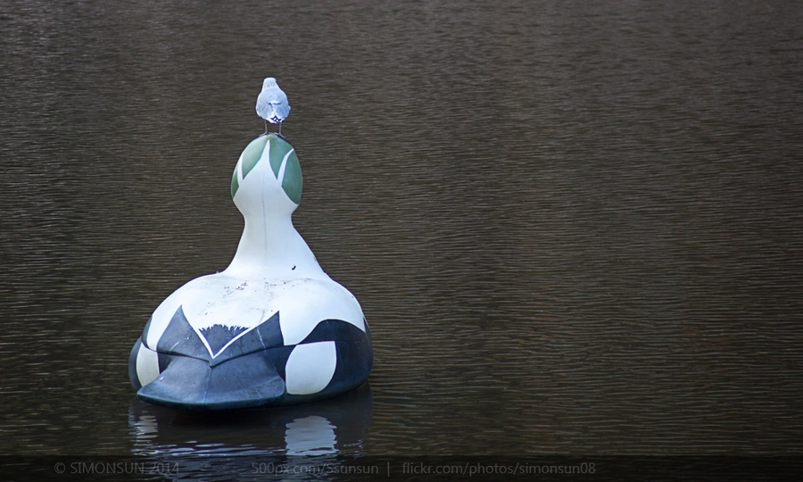 一只白色鸭子坐在水面上 一只鸟站在它上面。