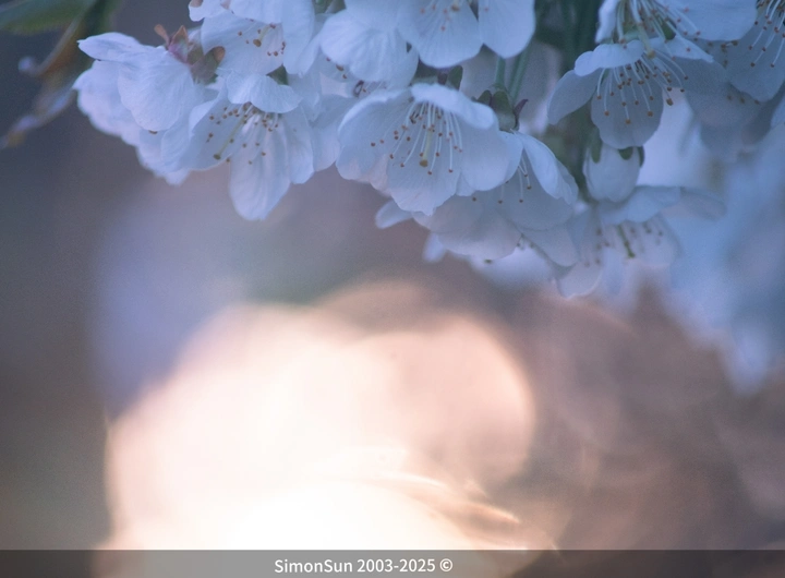 花开花落，可我们的花季只有一次