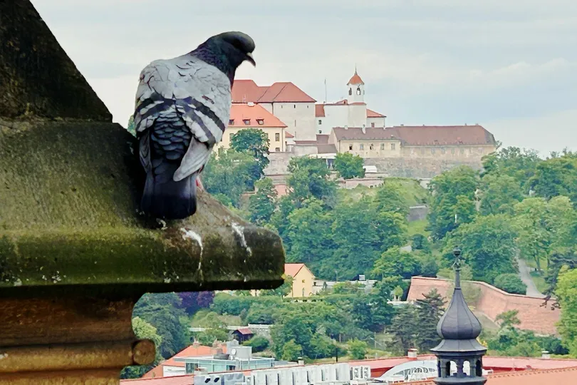 一只鸽子停在一个俯瞰城市的 ledge 上 背景是建筑物。