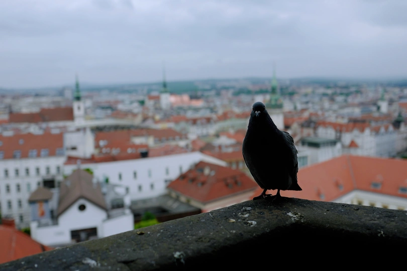 一只黑鸽子坐在俯瞰建筑物屋顶和背景城市的一块 ledge 上。