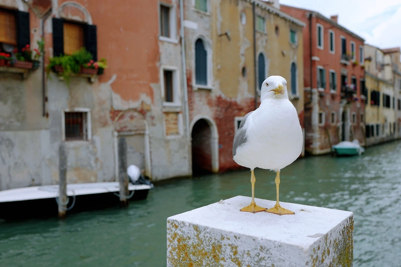 一只白海鸥停在靠近运河的一座小桩上 背景是建筑物。