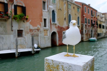一只白海鸥停在靠近运河的一座小桩上 背景是建筑物。