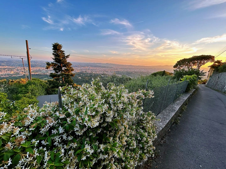 山坡上开满花的街道 俯瞰城市