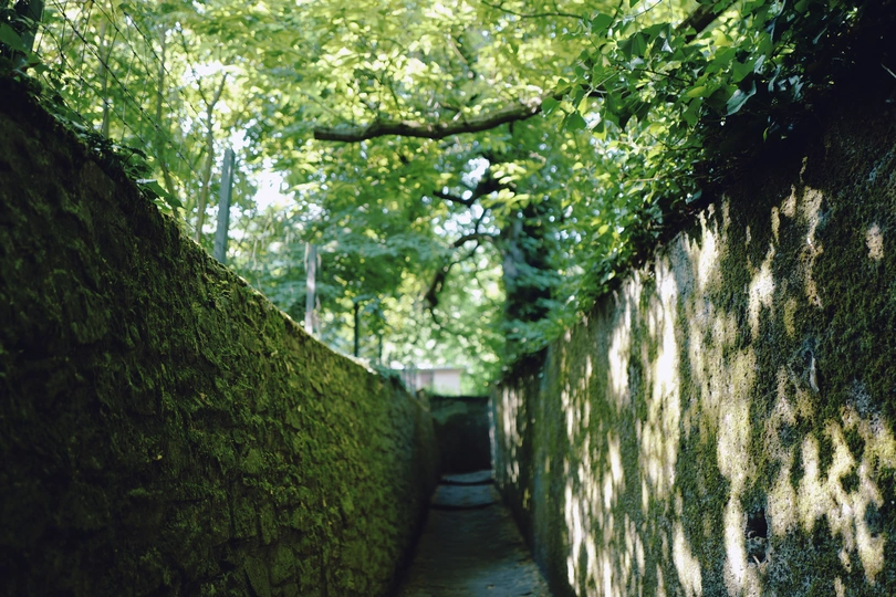 森林中的一条狭窄的隧道 两侧都是树木。