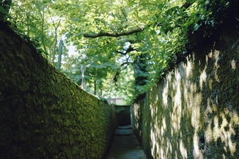 森林中的一条狭窄的隧道 两侧都是树木。