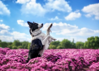 一只小狗站在一束紫花的花床上