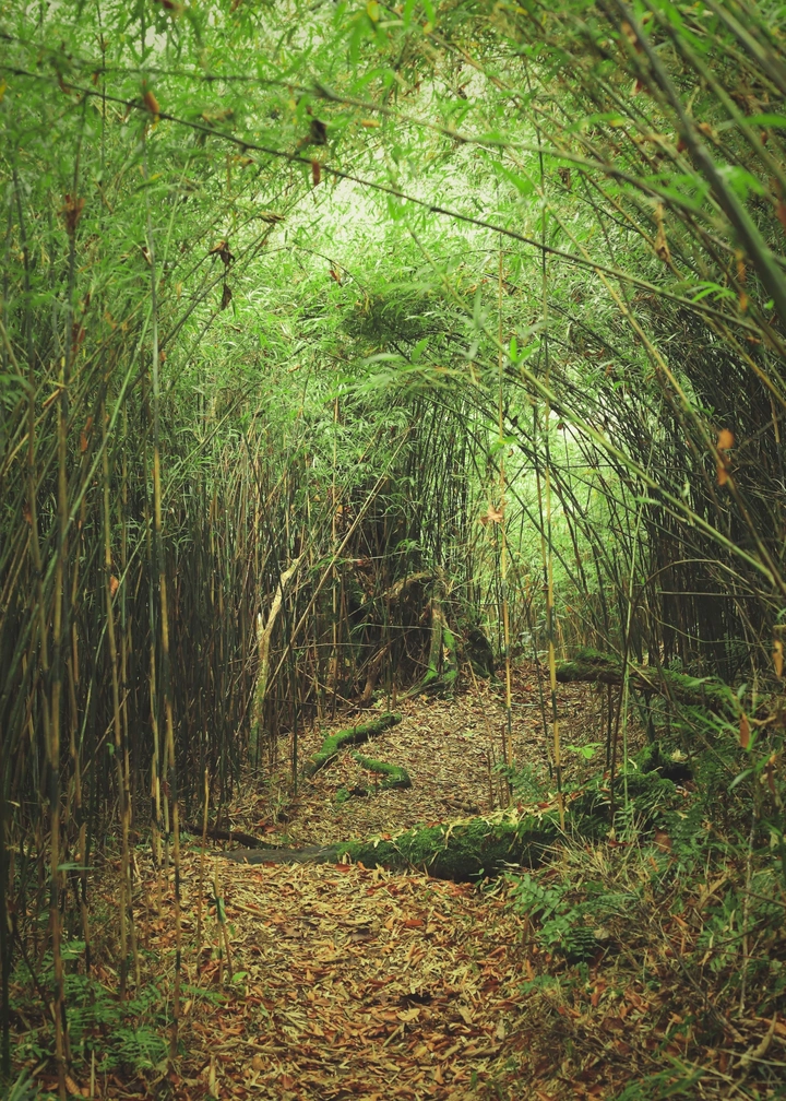 林间小路