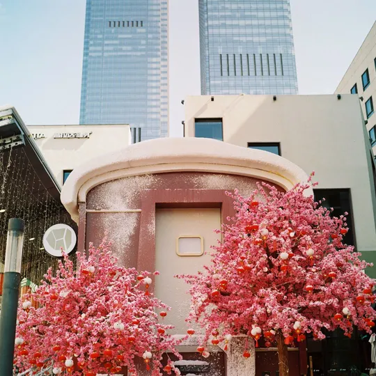 城市中有高楼和开红花的树