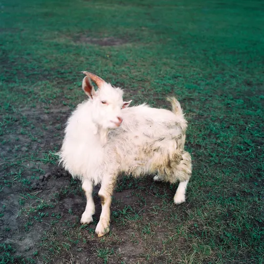 一只白色山羊站在草地上