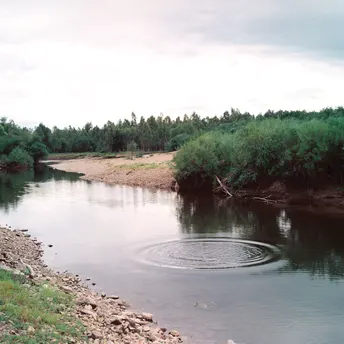 背景中有树木的小片水域
