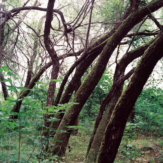 一片绿色的森林 有一些树木和一个消防栓。