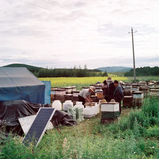 一群人在一片蜂箱旁