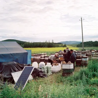 一群人在一片蜂箱旁