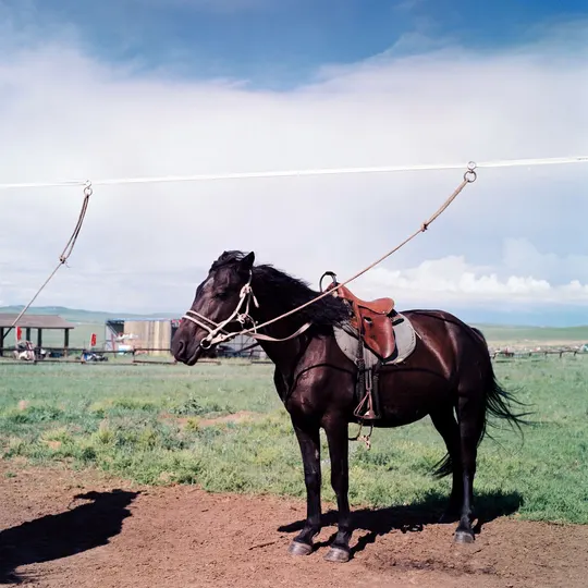 站在一匹棕色马旁边 马被系在一根绳子上