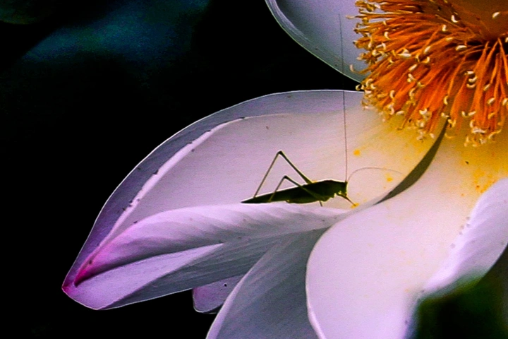 一朵芙蕖