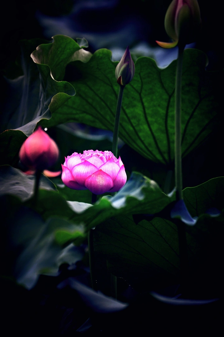 莲花佛前开