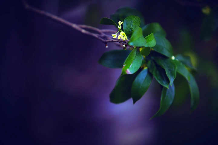 玉树悬秋