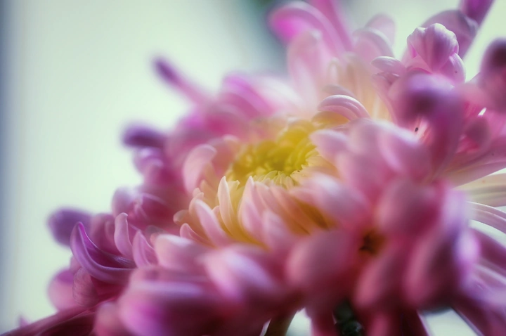 菊