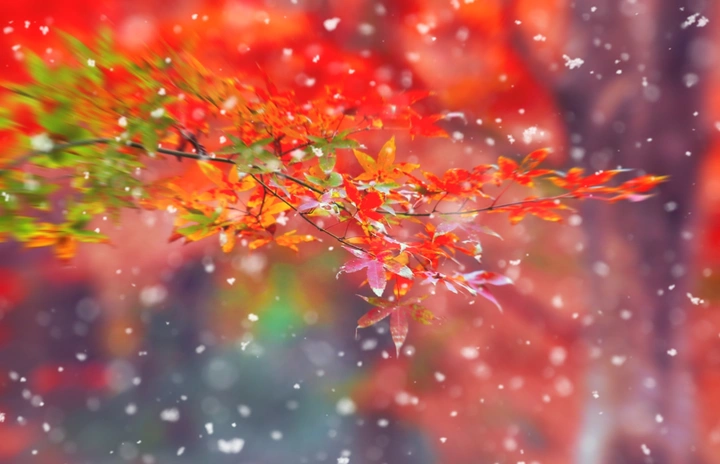 雪映叶更红