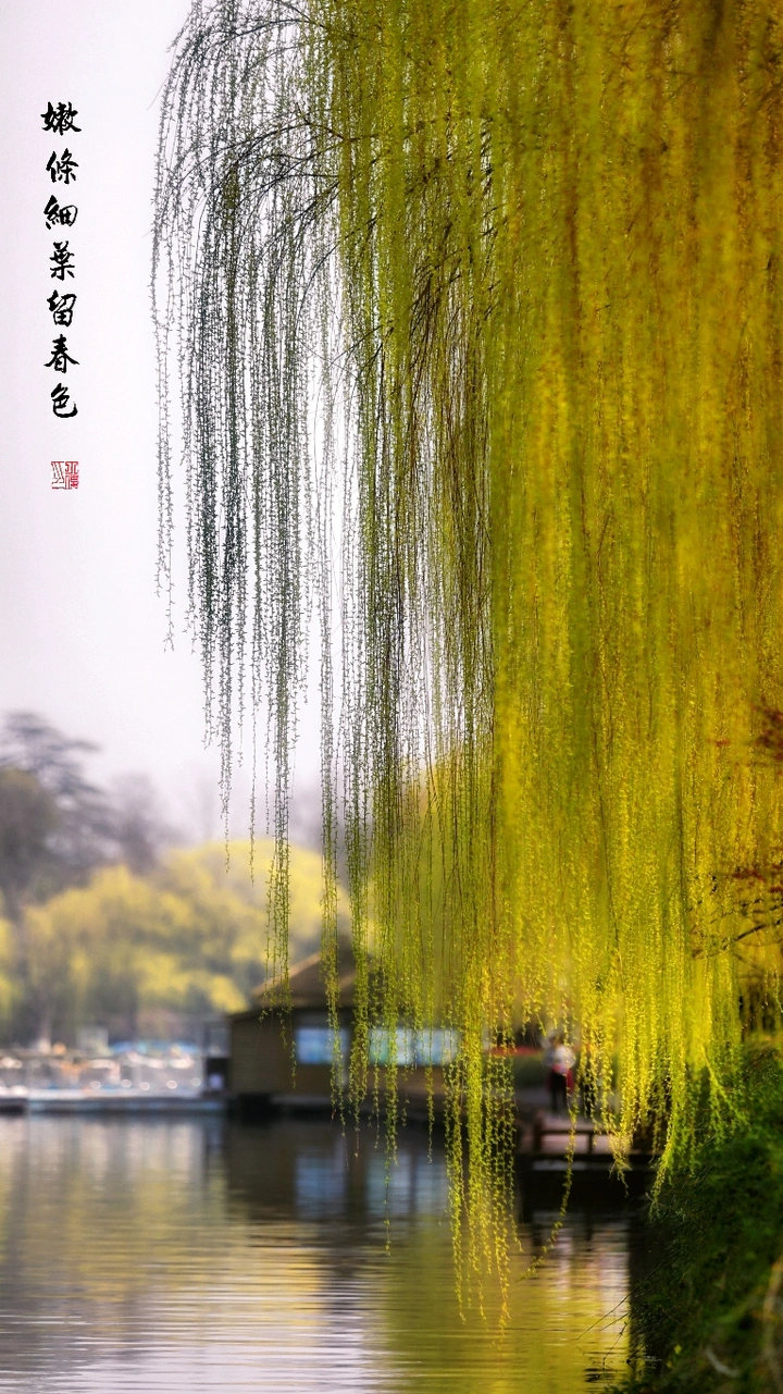 嫩条细叶留春色