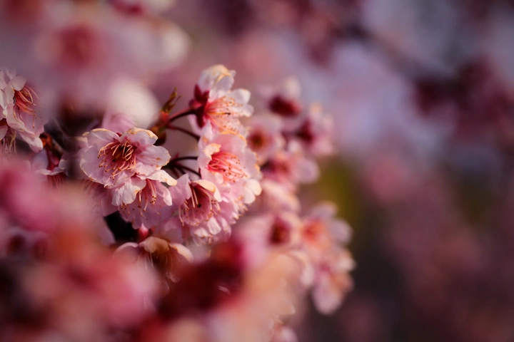 樱桃花发向阳枝