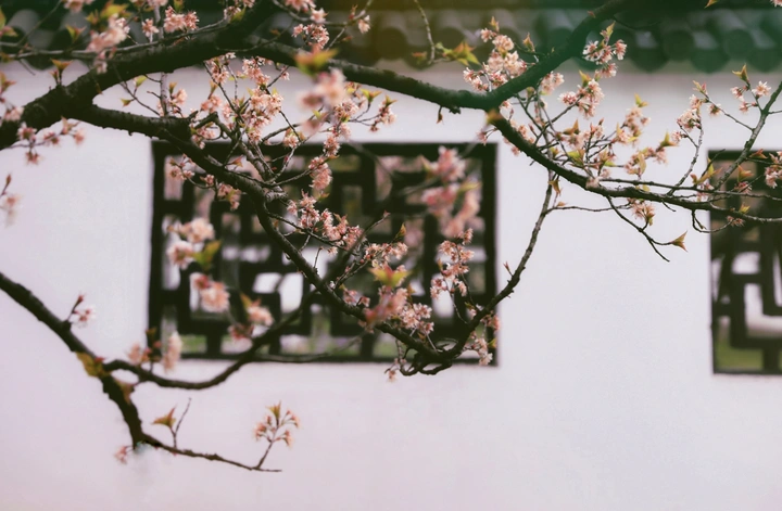 花动一院春