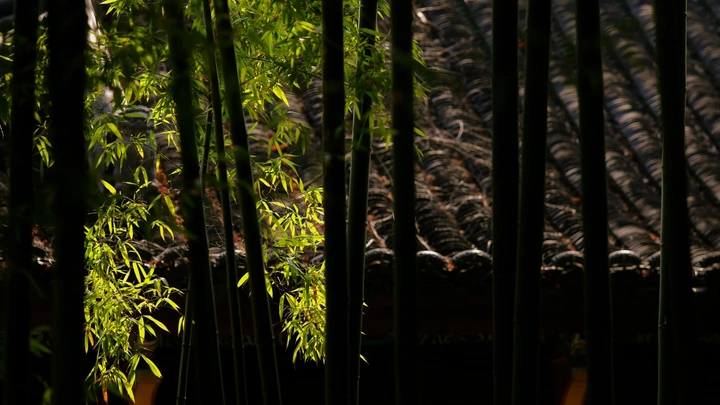 竹林窥日出