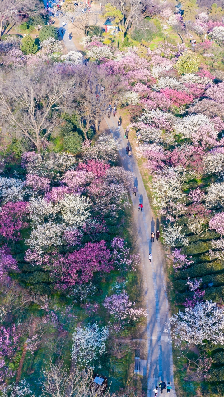 梅山日暖春归早