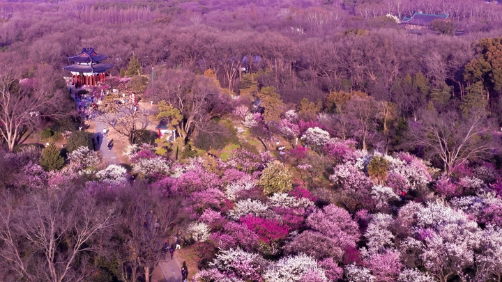 满岭梅花十分春