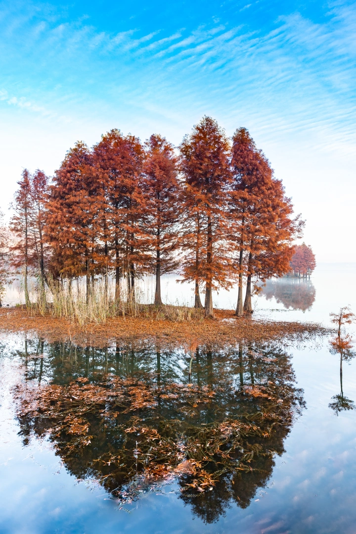 湖中水杉红