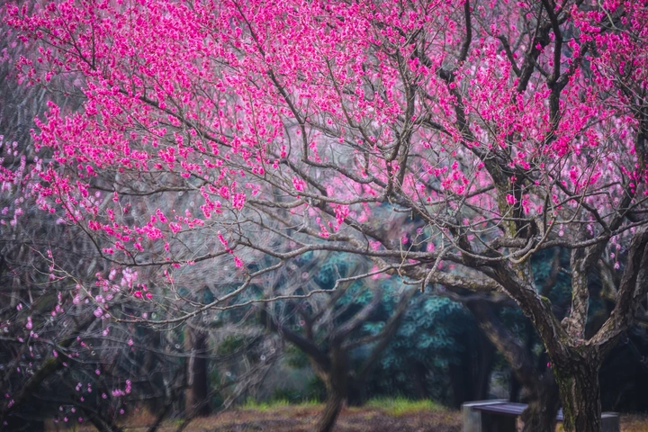 报春
