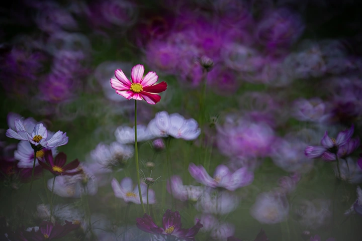 格桑花