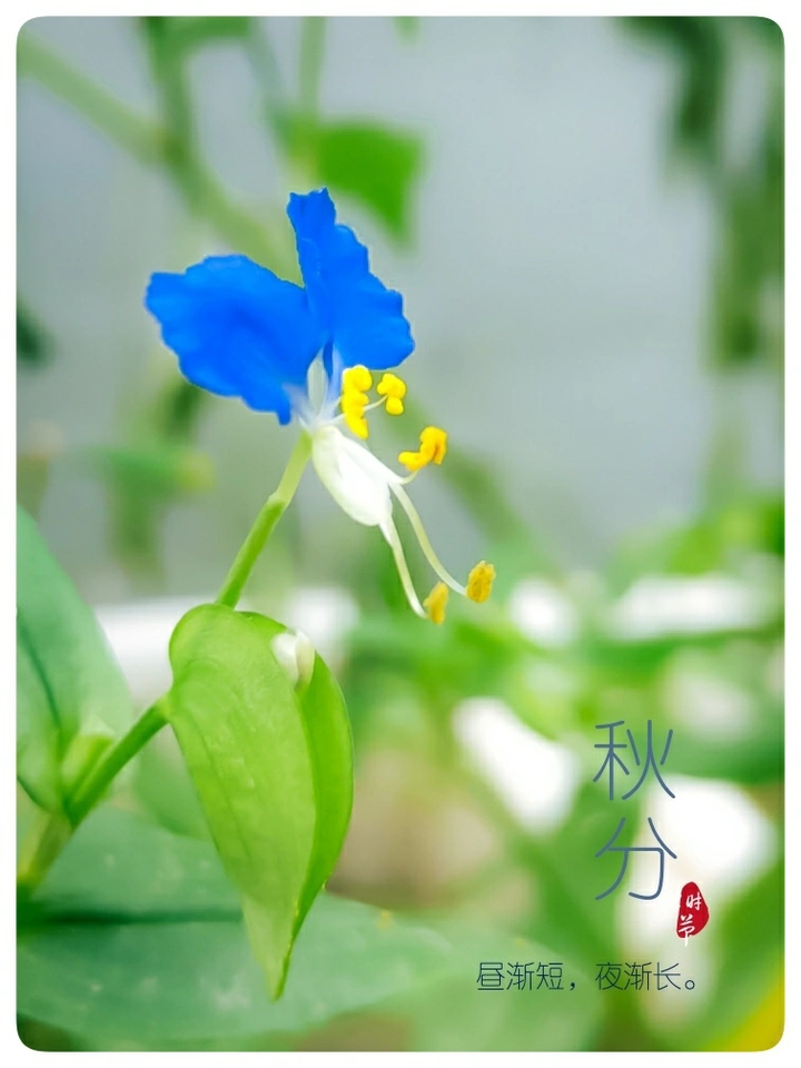 秋分