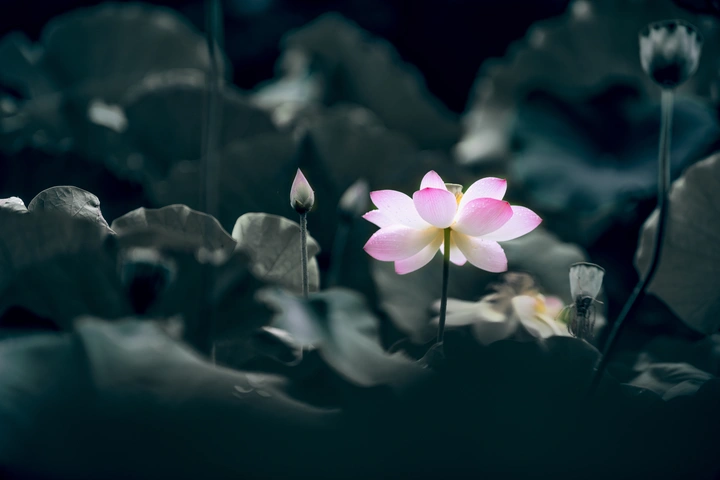 荷