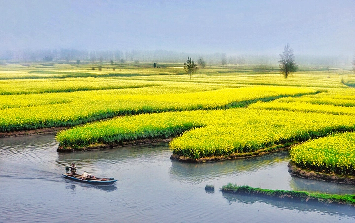 水上花田