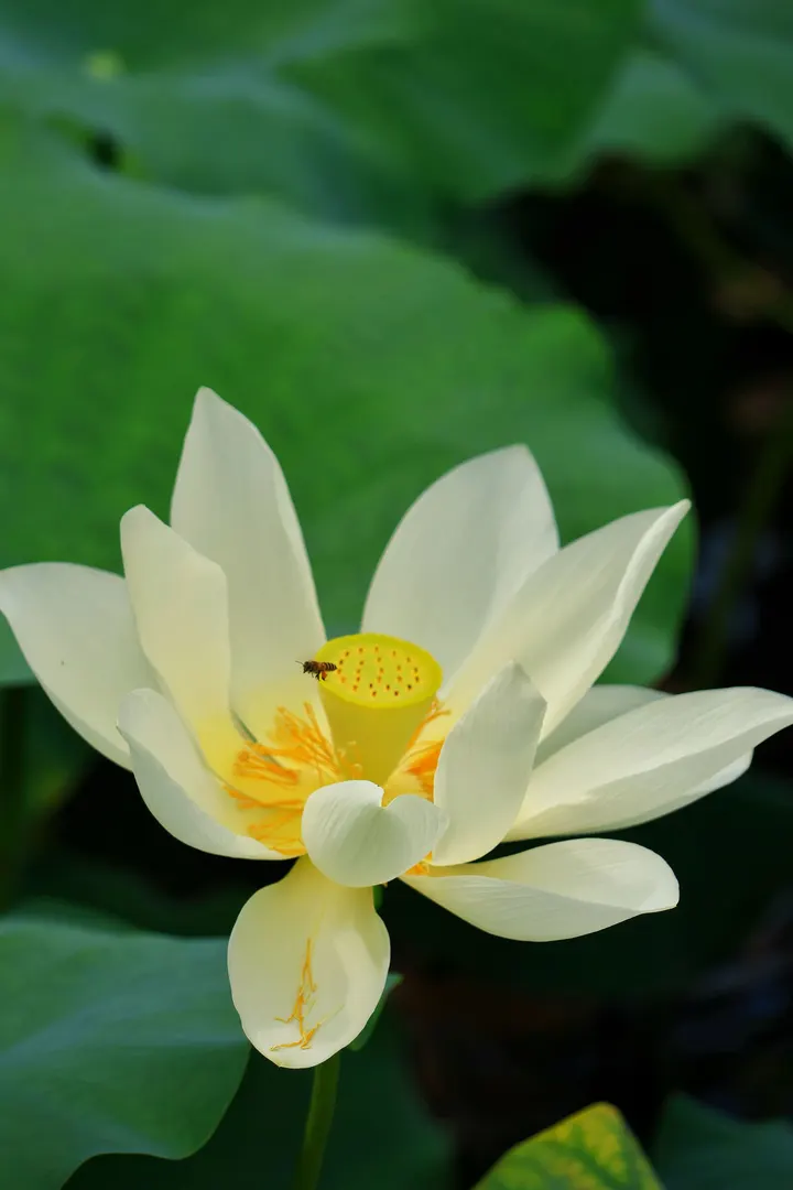 夏日炎炎，好运莲莲
