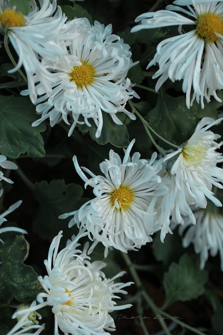 白菊