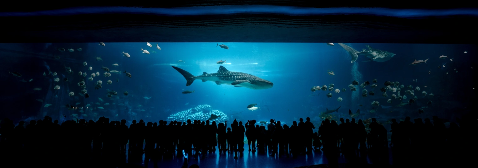 一个带有鲨鱼和鱼在其中游动的鱼缸