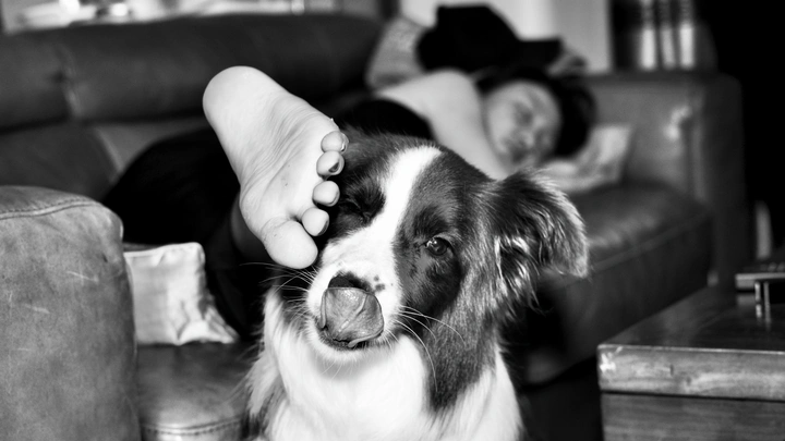 **的狗狗