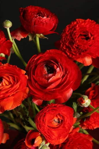 一束红玫瑰花在花瓶里