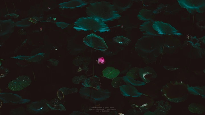 荷 / 雨 / 塘