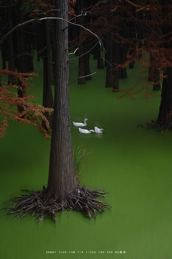 一个有绿色水和周围有白鸟飞行的湖泊或沼泽地