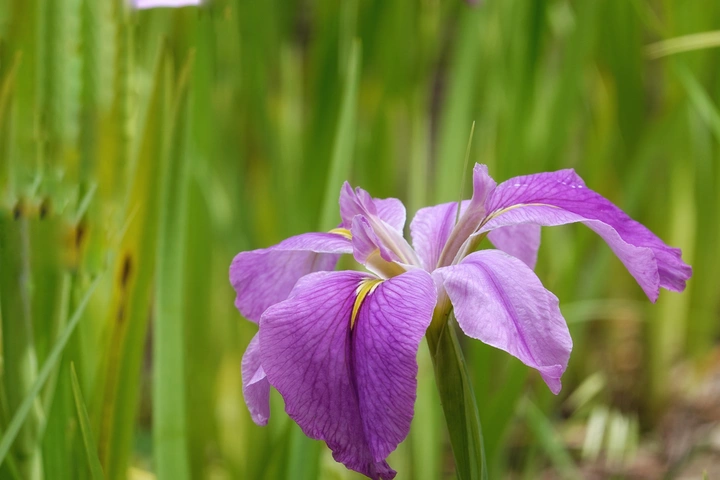 鸢尾花