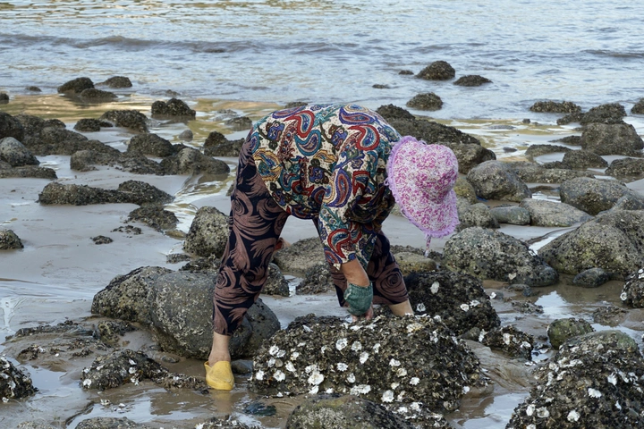 海边撬牡蛎