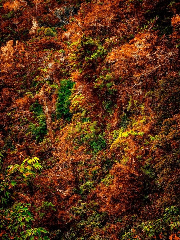 那山里的树