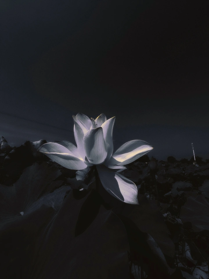 一朵花